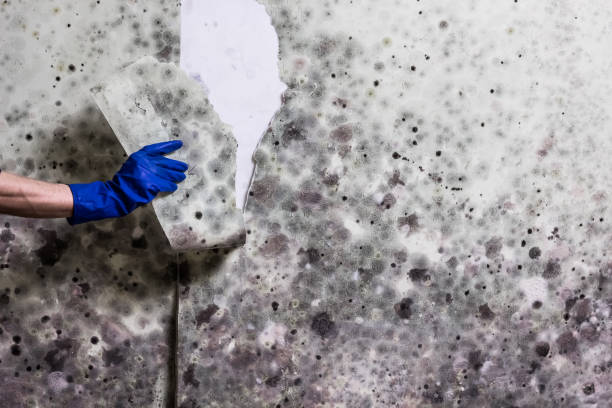 Best Mold Testing and Inspection Services in Hollister, CA